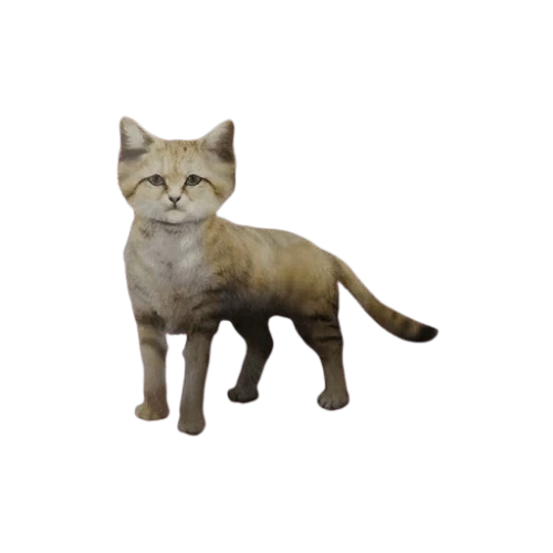 Sand Cat